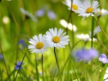 Белый день — Ромашка ромашка цветок полевой
